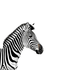 Fototapeta premium Elegant portrait of zebra on a pristine white backdrop, showcasing its uniqueness