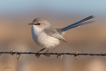 Fototapeta premium The adult female of the species Malurus cyaneus, commonly referred to as the Superb Fairywren, exhibits grey plumage with a notable tan-colored stripe running through her eye