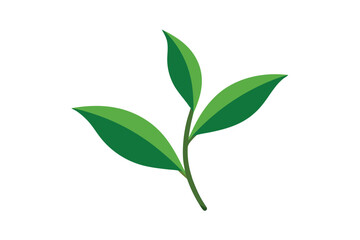 green leaves isolated on white background