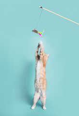 cat playing with a toy