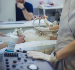 A veterinarian performs an ultrasound scan of a white cat in a veterinary clinic, ensuring the...