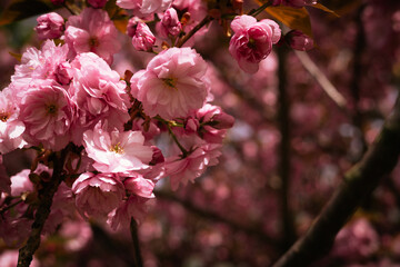Blooming pink cherry tree in spring