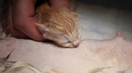 A veterinarian gently holds a newborn ginger kitten near its mother's nipple, ensuring that the kitten receives the nutrition it needs. The newborn kitten is placed against the mother cat's breast.
