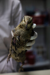 A veterinarian wearing gloves carefully holds an injured woodcock bird during a medical examination at a veterinary clinic. An ornithologist provides specialized care to a wild woodcock bird.