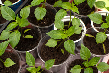 Plant seedlings of a chilli pepper	