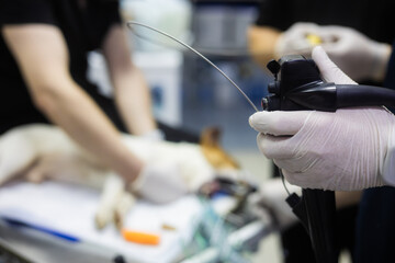 Veterinarian holding endoscope, preparing for minimally invasive surgery on a sedated dog in a modern veterinary clinic, focusing on advanced medical technology and animal care.