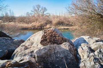 Area of ​​trees, branches and water