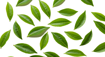 Fototapeta premium green tea leaves isolated on transparent background