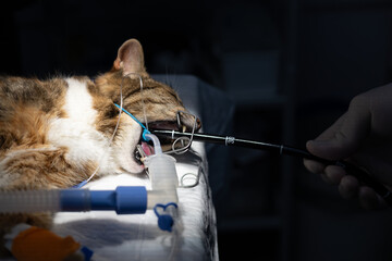 Veterinarian inserting endoscope into the mouth of an anesthetized cat during a medical procedure in a veterinary clinic, ensuring the animal's well-being and providing essential medical care.