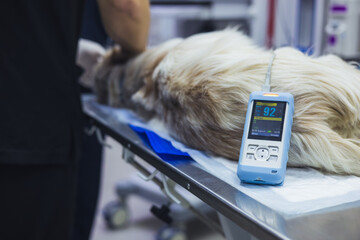 A veterinarian prepares a dog for surgery by monitoring its vital signs with a device that displays...