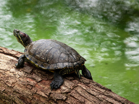 Tiger tortoise sunbathing on tree trunk in the lake.