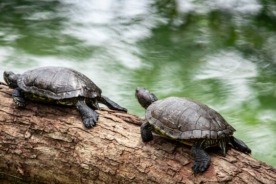 Tiger tortoise sunbathing on tree trunk in the lake.