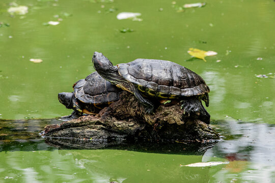 Tiger tortoise sunbathing on tree trunk in the lake.