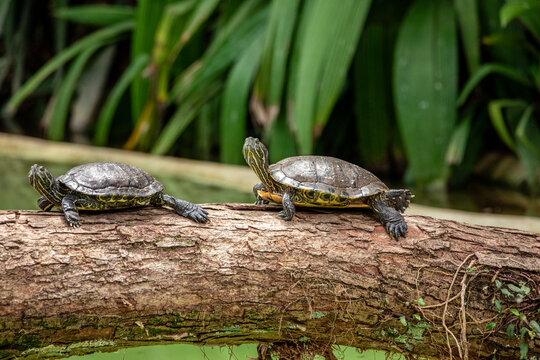 Tiger tortoise sunbathing on tree trunk in the lake.