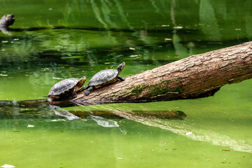 Obraz premium Tiger tortoise sunbathing on tree trunk in the lake.