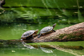 Obraz premium Tiger tortoise sunbathing on tree trunk in the lake.