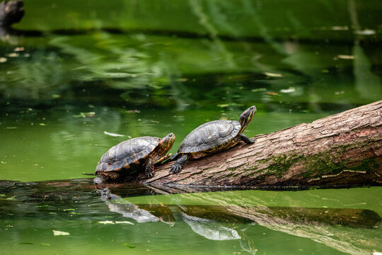 Tiger tortoise sunbathing on tree trunk in the lake.