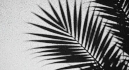 Black And White Palm Leaf Shadow On Textured Wall