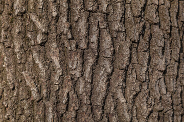 oak bark texture as background
