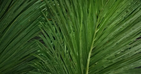 Intricate veins, vibrant green palm leaf texture close-up , frond, palm leaf