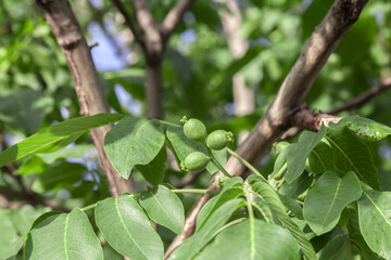 young green walnuts on a tree