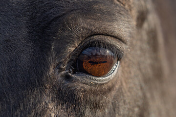 Close-up of a horses deep brown eye. Macro shot capturing the details of a horses gaze. Look from a wild horse eye. Horses eyes. Closeup portrait of a majestic horses face. Horse eye close-up.