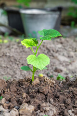 Small plant is growing in the dirt