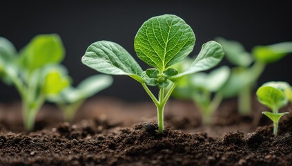 Young seedlings emerge from fertile soil