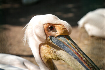 pink australian pelicans close up at zoo