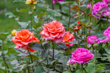Bunch of pink and orange roses are in a garden