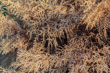 close up of dried branches of evergreen thuja tree as background, drought, climate change, sustainable development concept