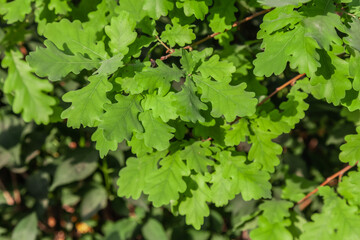 Green leafy tree with many leaves