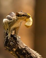The northern palm squirrel