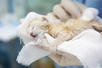 A newborn kitten in the caring hands of a veterinarian. A veterinarian wearing gloves carefully holds a newborn kitten wrapped in gauze, providing the necessary medical care during a routine checkup.
