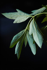 Elegant Green Peony Leaves on a Dark Background.