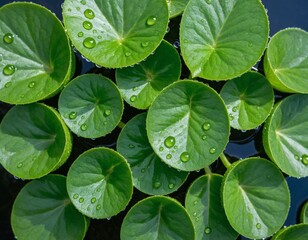 A fresh, natural pattern of circular green leaves, each holding clear, sparkling water droplets, on a still, dark pond surface.