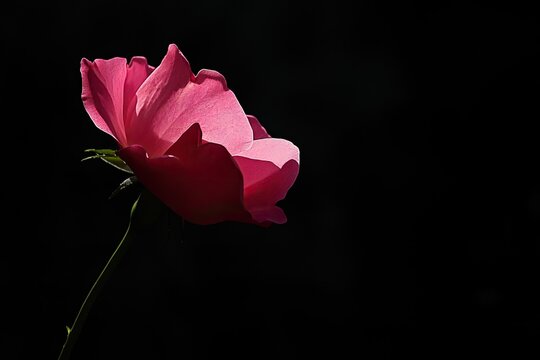 Pink rose in profile, bathed in light, against a stark black background. Detailed soft petals, highlighted areas, and a slender stem