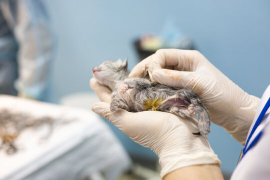 A veterinarian wearing gloves carefully examines a newborn kitten during a checkup at a veterinary clinic, ensuring its health and well-being. The veterinarian carefully holds the newborn kitten.