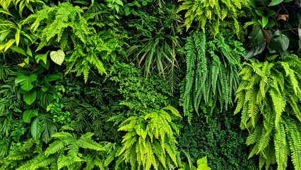 Fototapeta premium Biophilic Design Green Wall Texture - Natural Plant Background for Eco Office & Wellness Spaces