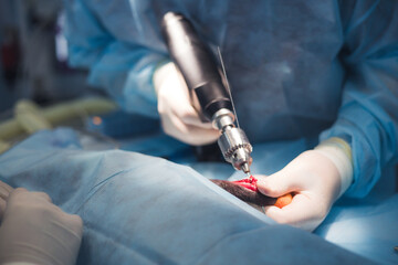 Veterinarian wearing surgical gloves and gown using a specialized drill during a delicate bone surgery on an animal's leg, highlighting precision and care in veterinary medicine.