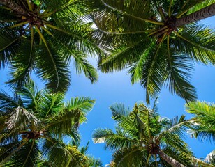Fototapeta premium Tropical palm canopy from below, looking up at blue sky, with sharp light and soft