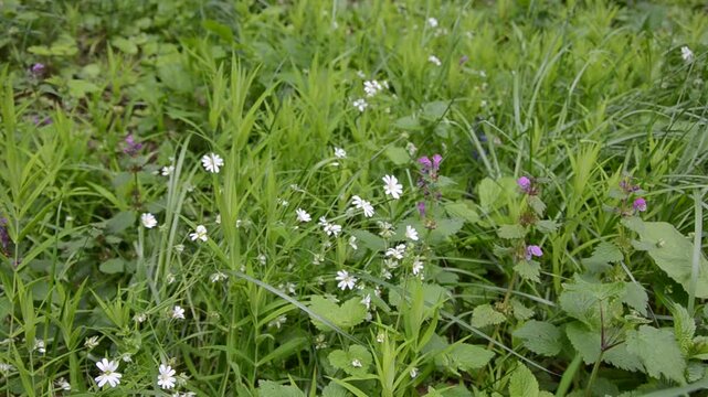 Forest starflower, or lanceolate starflower
