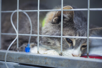 Grey and white cat resting in a cage at a veterinary clinic, receiving essential medical care...