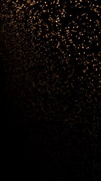 Moths curl in the light of the lamps