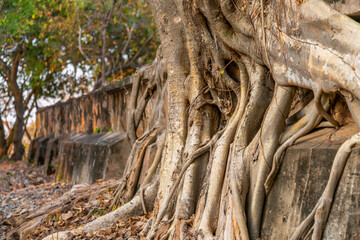 Ancient tree roots,at Phnom Kraom temple ruins,near to Tonle Sap lake and Siem Reap,Cambodia.
