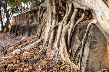 Ancient tree roots,at Phnom Kraom temple ruins,near to Tonle Sap lake and Siem Reap,Cambodia.