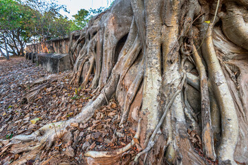Ancient tree roots,at Phnom Kraom temple ruins,near to Tonle Sap lake and Siem Reap,Cambodia.