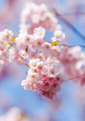 Close up of cherry tree pink blossoms