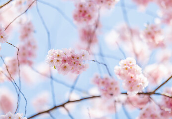Close up of cherry tree pink blossoms