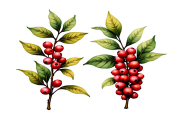 branch of red currant clipart illustration with isolated background.